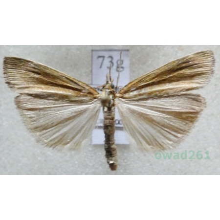 Agriphila tristella (Denis & Schiffermüller, 1775) Wachlarzyk zmienny Czech73g